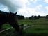 Growing, Grazing or Gee Gees in Glenbrook
