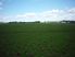 Growing, Grazing or Gee Gees in Glenbrook