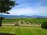 Omaka - 48 Acres Of Scenic Beauty