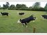 Enjoy Country Living Close to Town