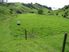 Dairy Grazing/Support/Horticulture/Lifestyle