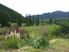 Family Home - Or Retreat - Or Business Opportunity
