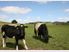 HAURAKI PLAINS