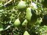 AVOCADO ORCHARD - ID# BOH259