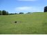 Grazing handy to Katikati