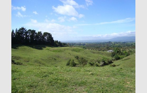 Grazing handy to Katikati