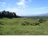 Grazing handy to Katikati