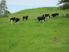 Dairy Run Off