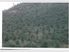 40 Hectare Forestry Block