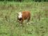 WHERE THE GRASS GROWS - $475,000 + GST if any