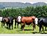 Looking for rural space with more than grass?