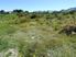 Sell Sell Sell, Lake Hawea