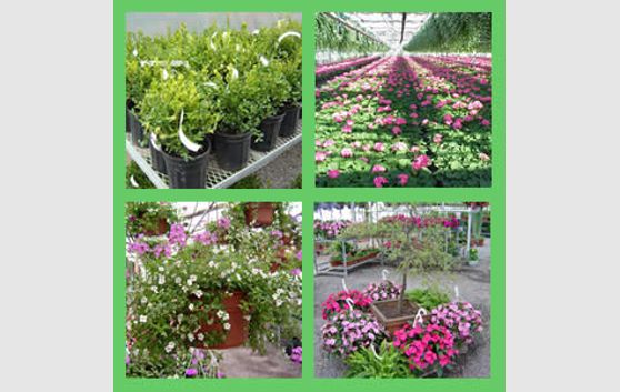 Lifestyle & Income – Freehold Wholesale Nursery