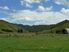 Genuine sheep & cattle farm