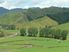 Genuine sheep & cattle farm