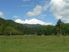 Genuine sheep & cattle farm