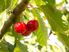 RYLAND ESTATE - Gardens, Accommodation & Orchard Business