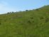 Beef Cow / Forestry Block