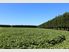 START FARMING