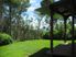 The Tui's Nest