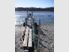 Whitebait Syndicate Opportunity