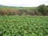 Affordable 80 Acres