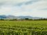 Premium Marlborough Vineyard