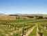 MORTGAGEE SALE. SAUVIGNON BLANC VINEYARD