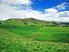 Ruakaka Station, Large Scale Breeding and Finishing - Very hard to Fin