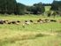 Farmlet, Lifestyle or Runoff