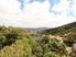 BUSH, BIRDS AND BEAUTY