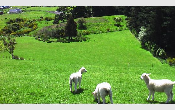 SELDOM FOUND - STUNNING 4HA LIFESTYLE BLOCK