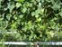 Gimblett Gravels Vineyard