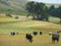 Run/Off - Conversion 245 Ha (605 acres)