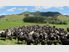 Taupiri Dairy