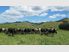 Taupiri Dairy