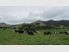 Taupiri Dairy