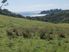 RARAWA BEACH NEW ZEALAND