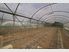 GROWERS PARADISE - ID# BLS935