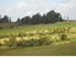 Semi-Rural - Space to grow!!