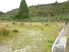 SECTION - GREENSTONE, KUMARA