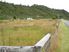 SECTION - GREENSTONE, KUMARA