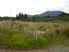 SECTION - GREENSTONE, KUMARA