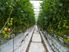LIFESTYLE WITH A SERIOUS INCOME 2.2083 hectares