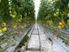 LIFESTYLE WITH A SERIOUS INCOME 2.2083 hectares
