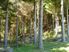 Forestry/Farming/Lifestyle Block