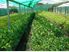Own Your Own Market Garden with Established Clientele