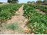 Own Your Own Market Garden with Established Clientele