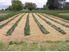 Own Your Own Market Garden with Established Clientele