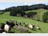 2 homes, Shedding, Grazing, Views & Income.